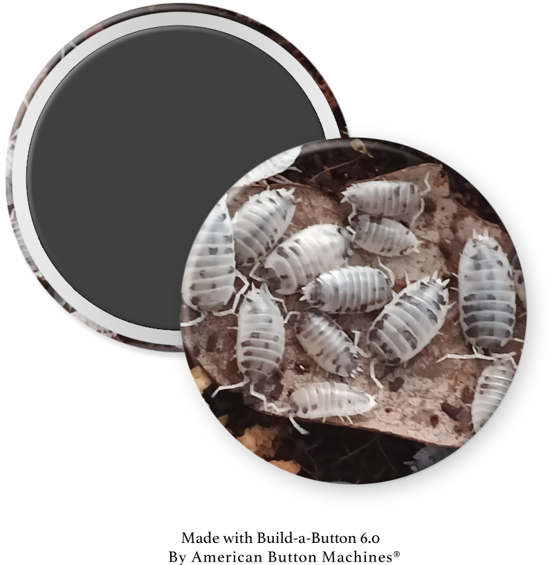 2.25" Dairy cow isopod fridge magnet